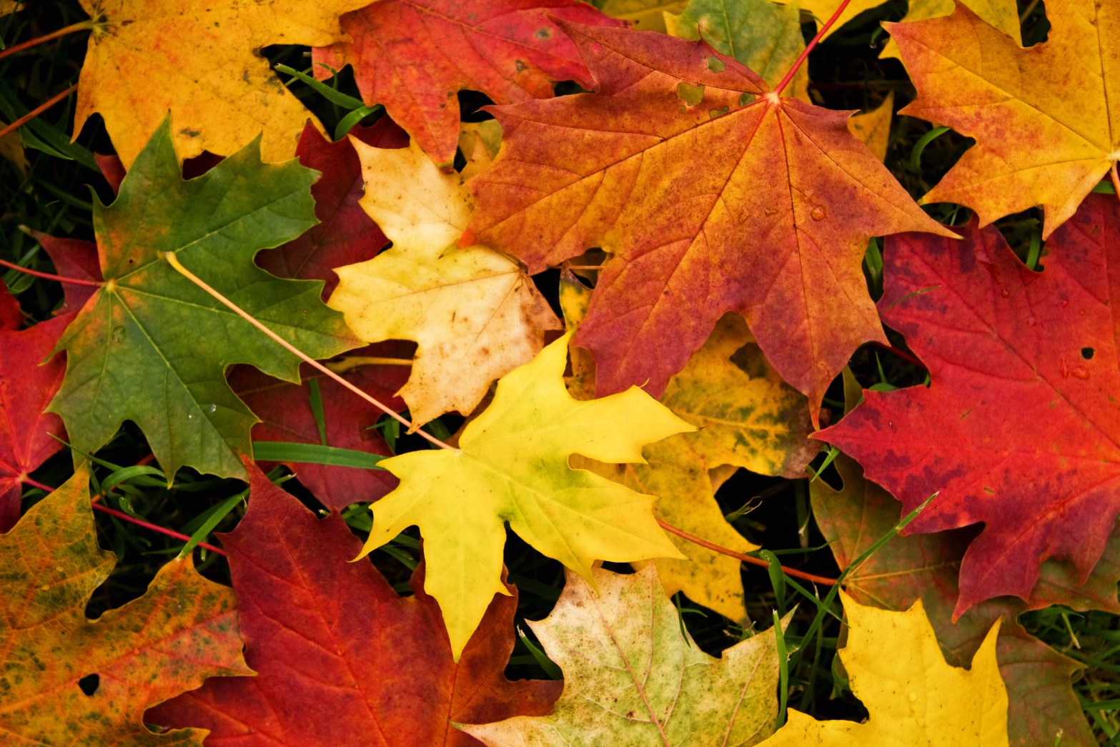 Boosting Autumn Energy and Mood, 3&nbsp;Ways